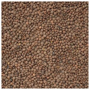 Brown Lentils, per 16oz - Papaya Express