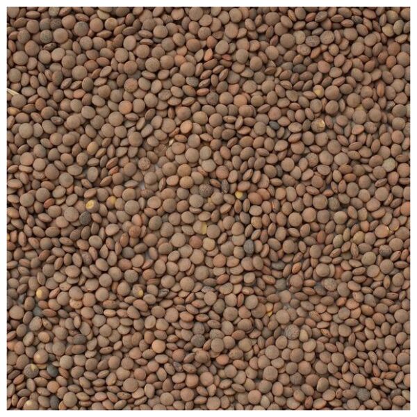 Brown Lentils, per 16oz - Papaya Express